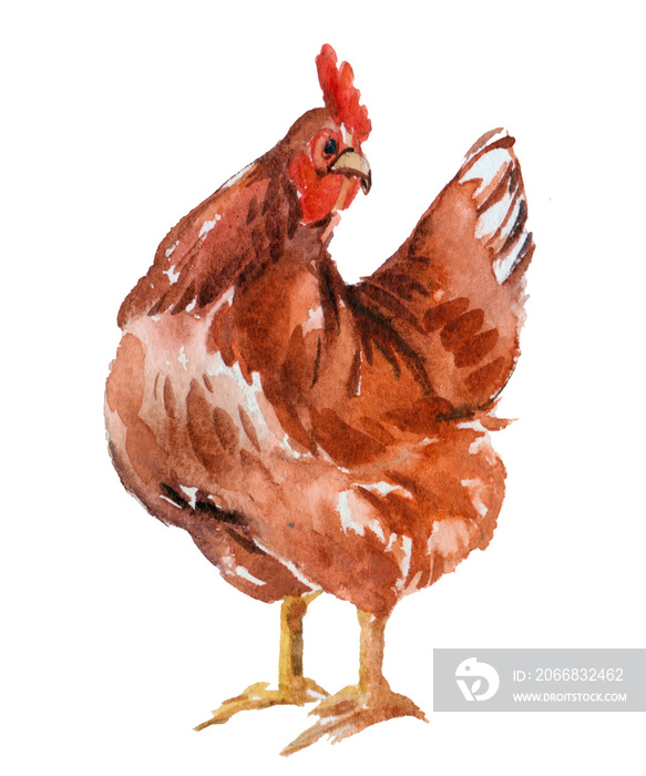 Watercolor nice brown chicken hen. Hand drawn colorful bird isolated on white background. Illustration for design about domestic animal on farm.