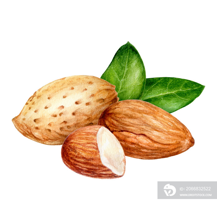 Almond composition watercolor isolated on white background