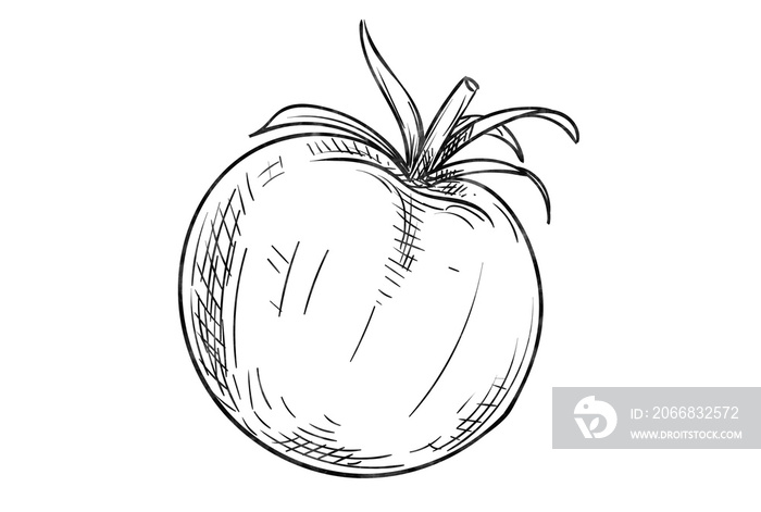 Abstract tomato sketch on white background