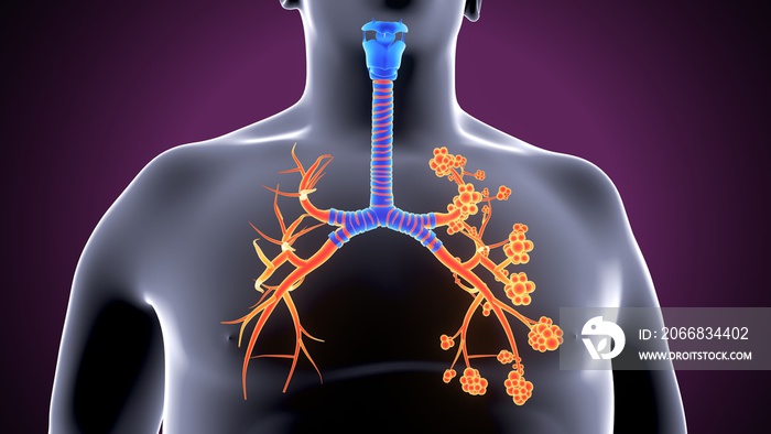 Alveoli a part of the respiratory system. Human silhouette lungs 3d ilustration