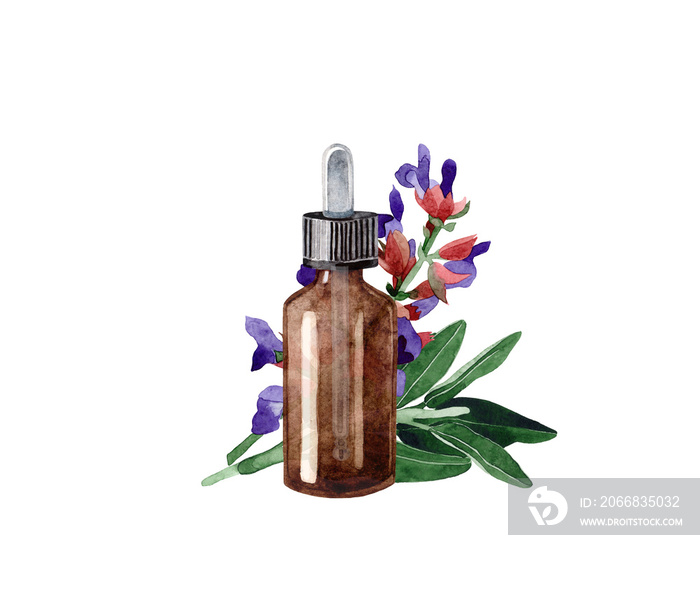 Watercolor illustration with essential oil of clary sage. Hand drawn  bottle of essential oil with branch, flowers and leaves on a transparent background. Herbal medicine and aroma therapy.