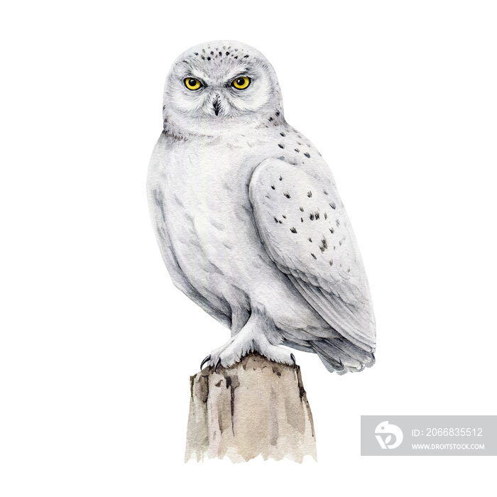 Snowy owl bird watercolor illustration. Hand drawn realistic white owl on the stump element. Wildlife northern hunter avian. Polar predator bird element.