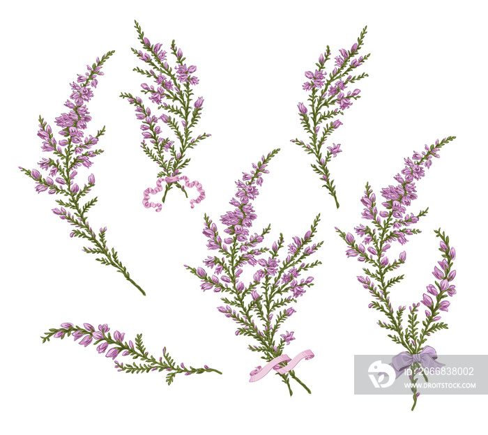 branch of Heather elegant festive for women Valentine’s Day mother’s day mom vector print purple flowers blossom