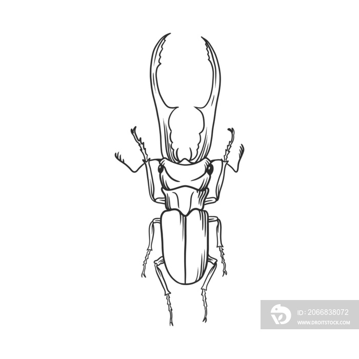 horned beetle Insects and bug illustration