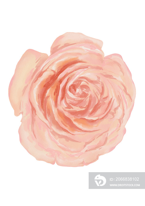 Watercolor botanical illustration of blooming rose flower