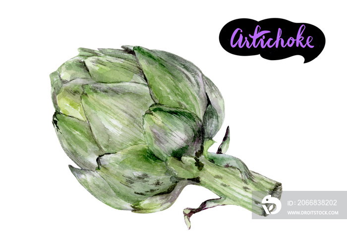 Artichoke vegetable food watercolor hand drawn illustration