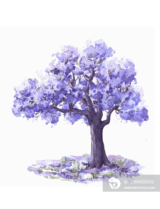 Jacaranda lilac tree isolated on white background  Hand drawn. Watercolor sketch