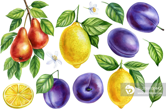 Fruits set on isolated white background, watercolor illustration, juicy lemons plums and pears