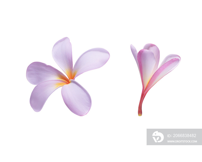 Plumeria or Frangipani or Temple tree flower. Collection of white-pink plumeria flowers bouquet isolated on transparent background.