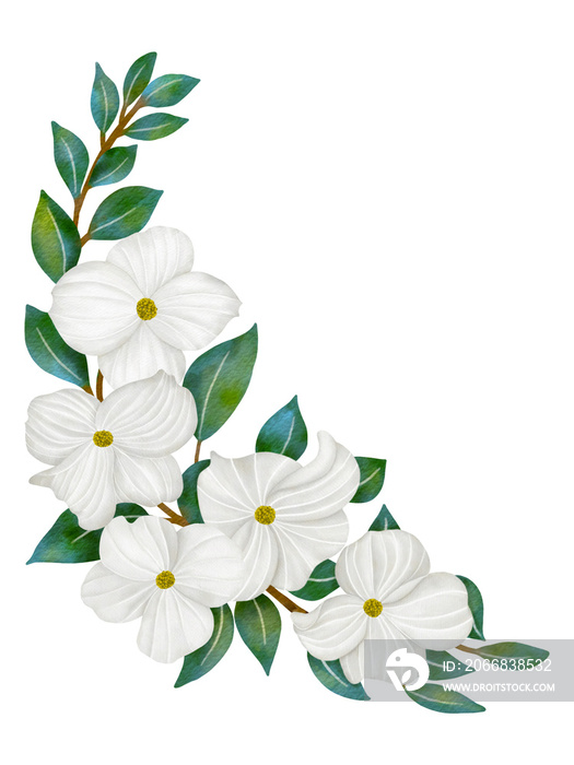 White Dogwood flowers and leaves,watercolor illustration.