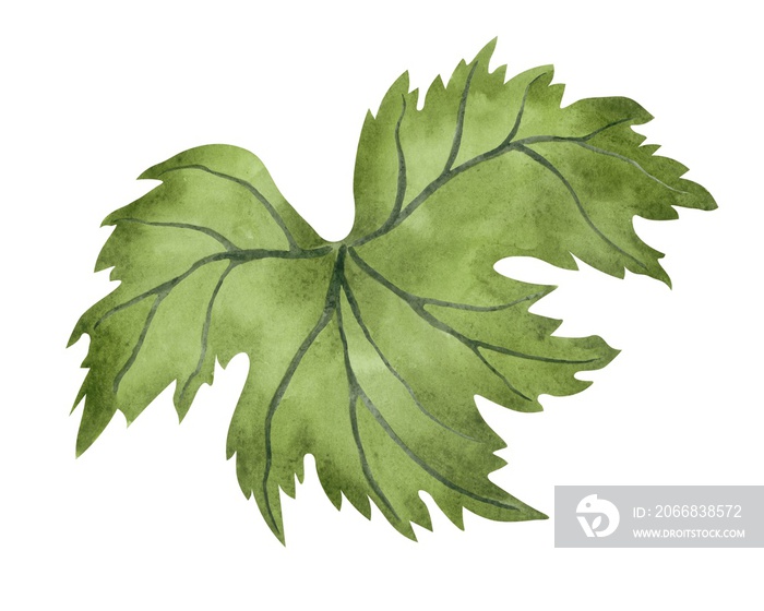 Grape leaf watercolor illustration. Hand drawn botanical clipart isolated element.