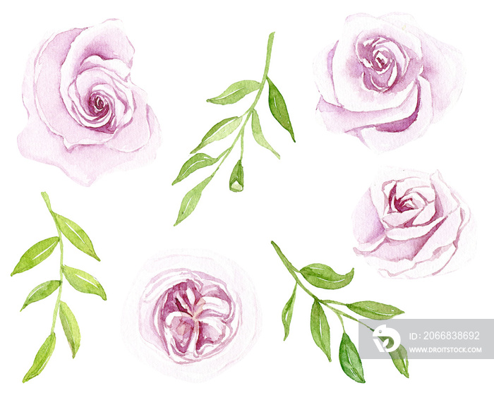 Watercolor purple roses with green leaves, botanical clipart set