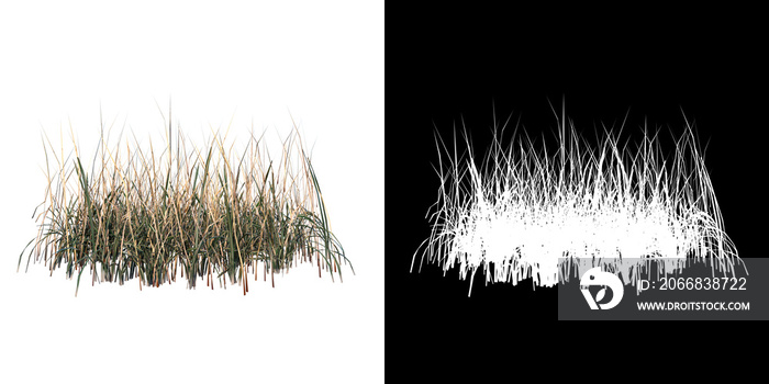 Front view of Plant ( Dry Grass Long Lawn 2) Tree png with alpha channel to cutout made with 3D render
