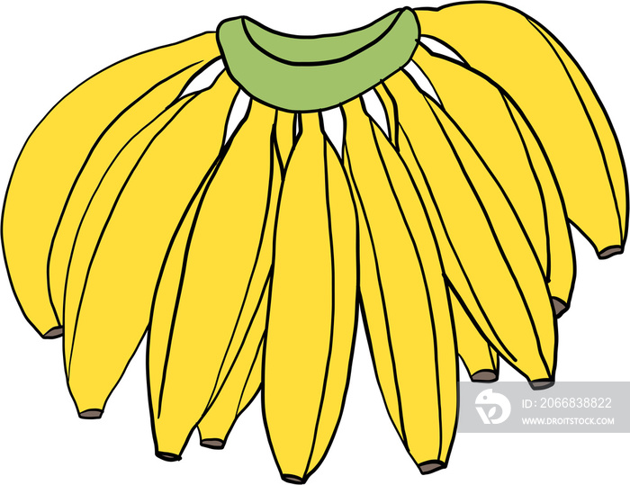 doodle freehand sketch drawing of banana fruit.