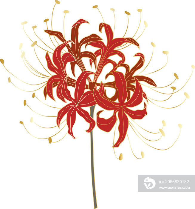 Luxury red Japanese lily flower illustration