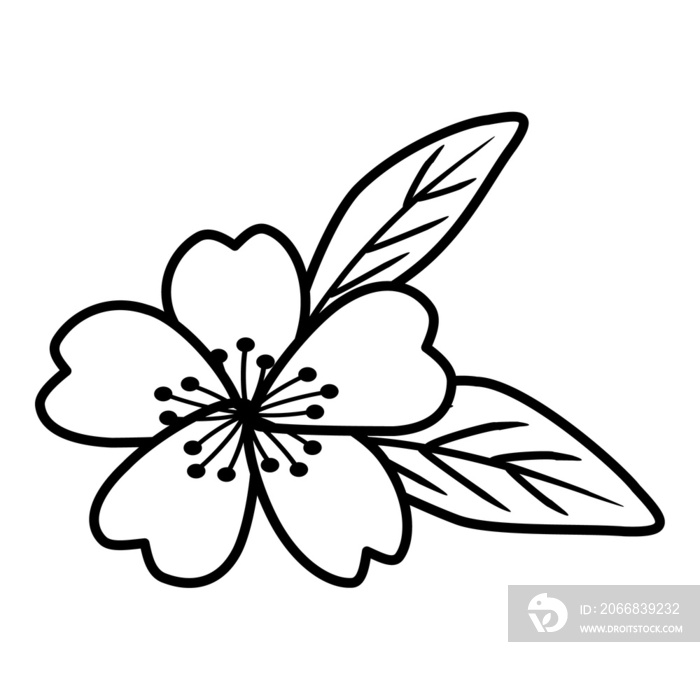 Cherry blossom flower outline illustration