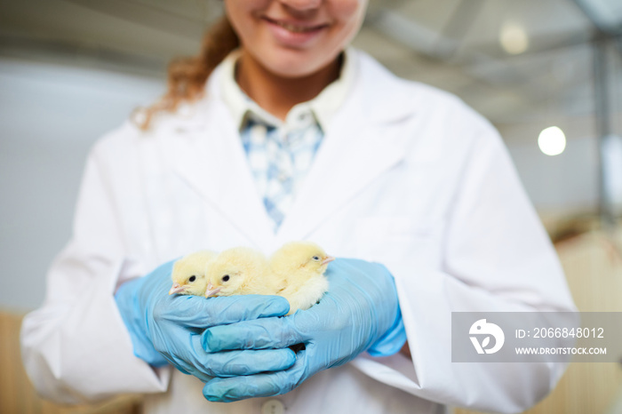 Young female agroengineer in whitecoat and gloves holding group of small chicks of new breed