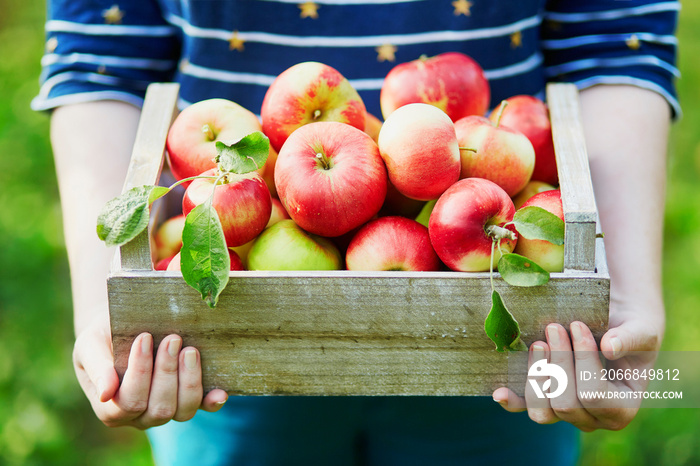 Woman picking apples in wooden crate