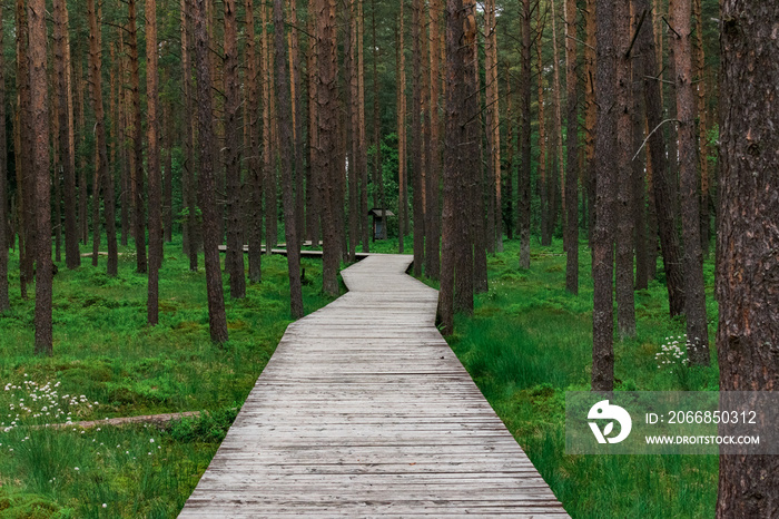 Pathway in the forest - Nowy Targ, Poland.