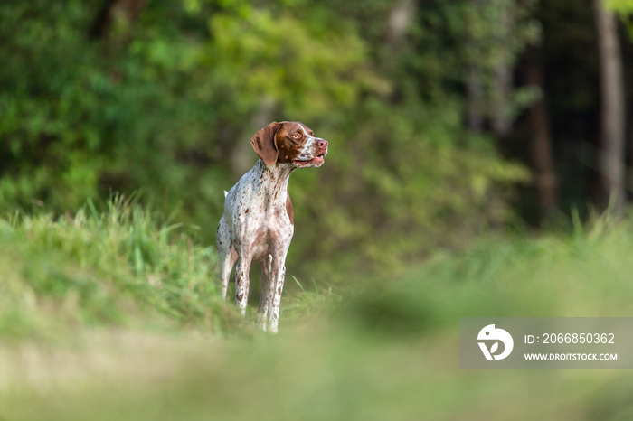 Portrait of a brown braque francais  hound outdoors