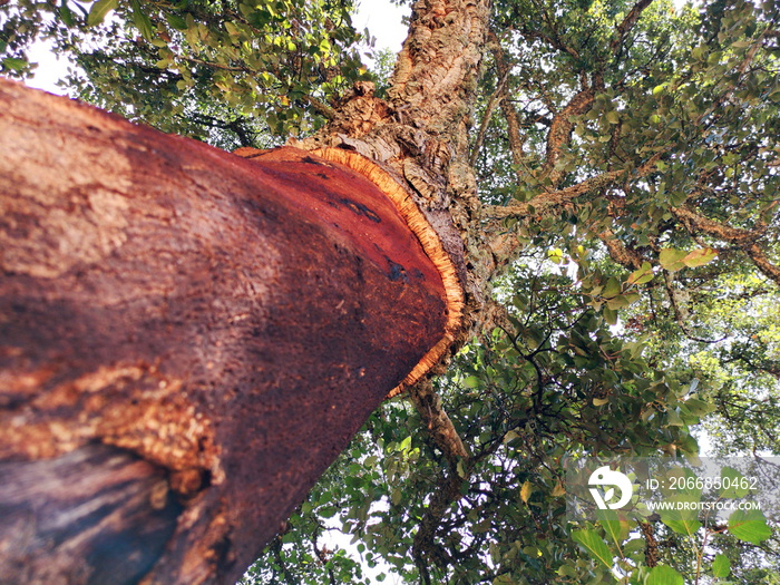 Photograph of the cork oak tree, from which the cork is extracted for industrial production, Batuecas valley, La Alberca, Salamanca, Spain, tourist destination,