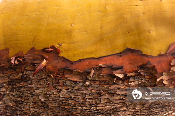 Arbutus tree trunk bark texture