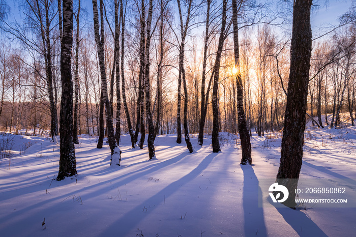 Sunset or sunrise in a birch grove with winter snow. Rows of birch trunks with the sun’s rays.