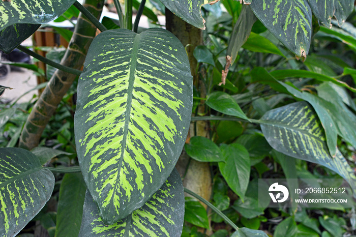 Close up of a big exotic Dieffenbachia Seguine Tropic Snow plant with striking light green pattern