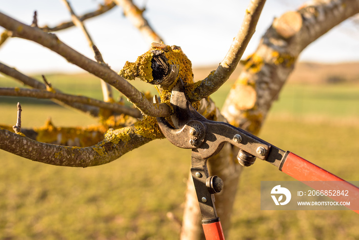 Gardener pruning fruit tree branch in the orchard