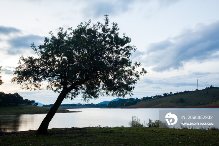 Great tree in countryside field with water at eventide