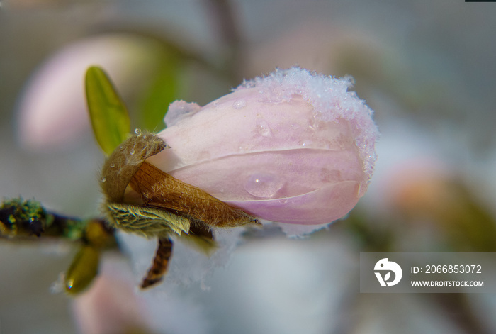 Gros plan d’une fleur encore intacte de magnolia rose sous la neige de printemps