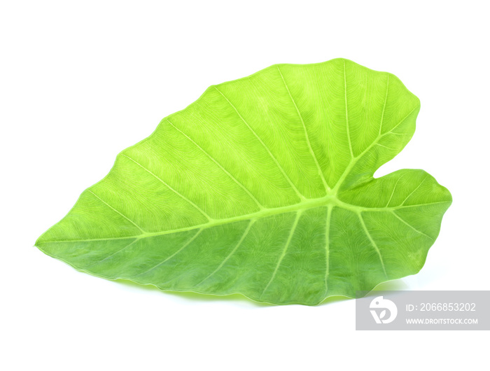 Giant Taro plant leaves isolated on white background.