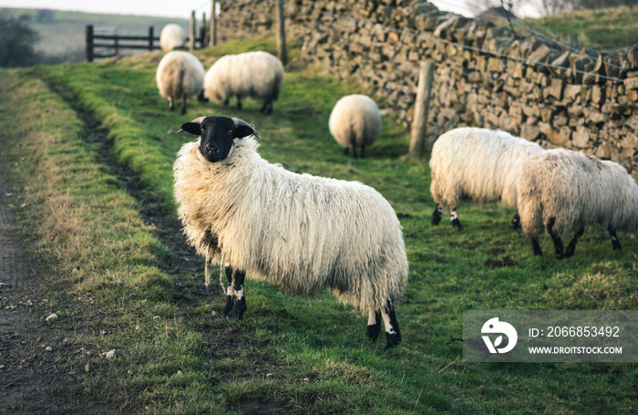 Sheep with black face