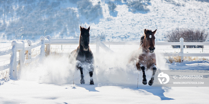 Two horses galloping through the snow in the winter.