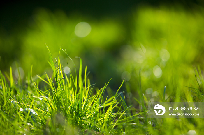 Brin d’herbe au soleil dans la fraicheur du matin.