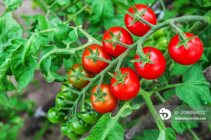 cherry tomato branch