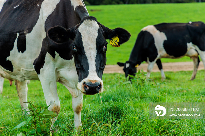 Dairy cow grazing in a meadow of pasture on a farm