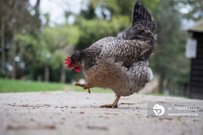 portrait of black chicken walking on the road  in a Traditional free range poultry farming