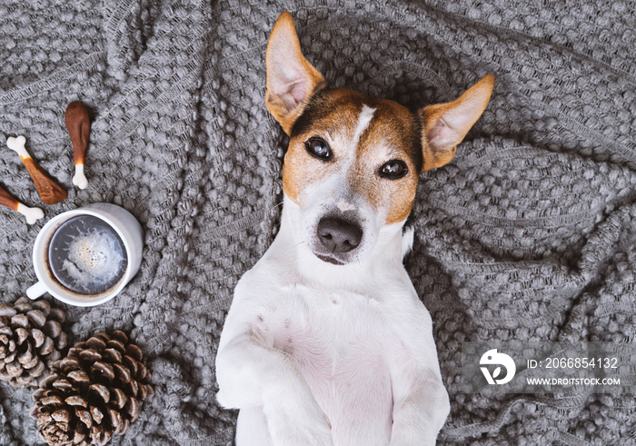 Adorable jack russell dog lying back on blanket with cup of coffee and treats looking at camera Pet take selfie concept top view