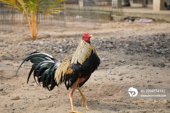 Gallo de Pelea