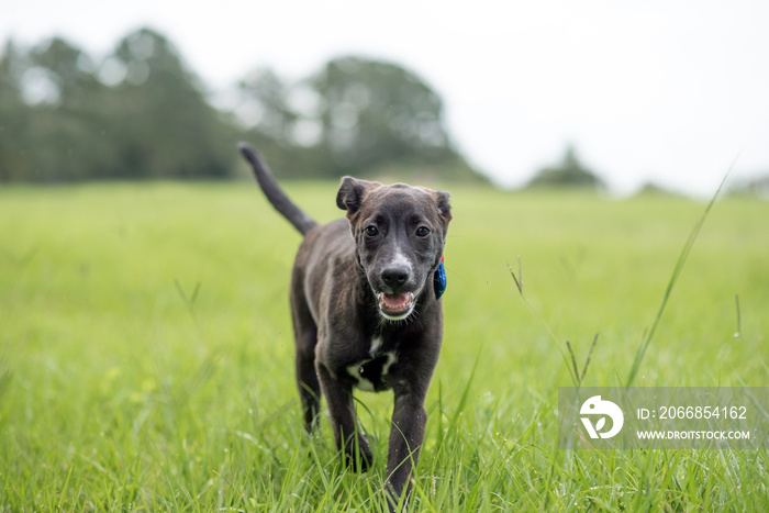 Black American Staffordshire terrier puppy running on grass