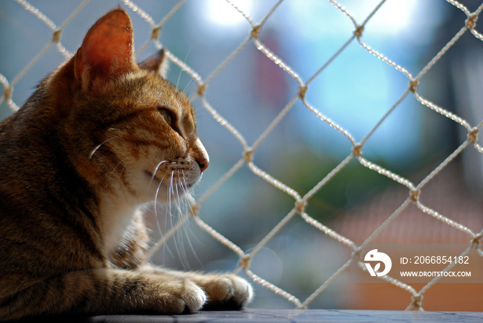 Cat safety net window