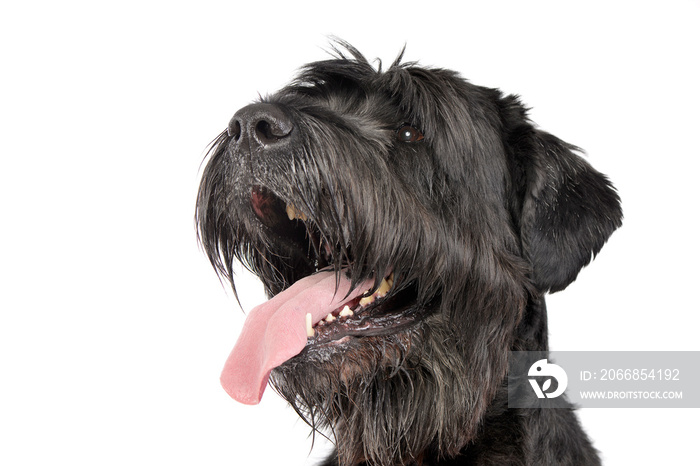 Portrait of an adorable Black Russian Terrier