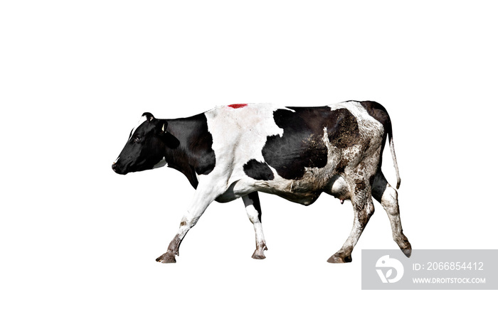 Holstein cow on isolated white background