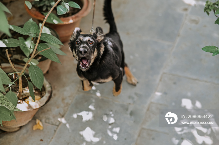 Dangerous Black Dog. Dog Protection