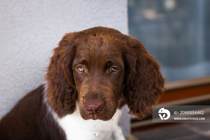 Puppy of Small Munsterlander. Sad puppy waiting for his owner. Cute german hunting dog