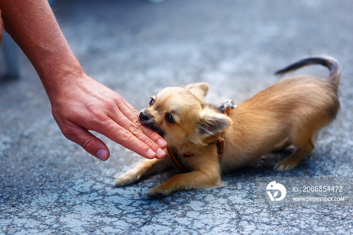 little charming adorable chihuahua puppy on blurred background. Attacking a persons hand.