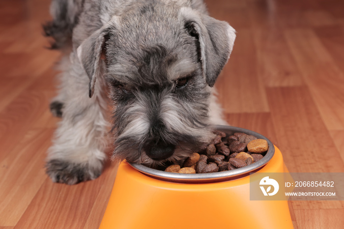 Schnauzer puppy dog eating tasty dry food from bowl.