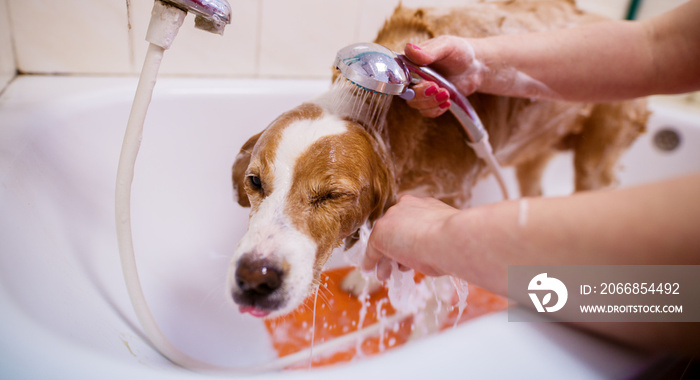 Young cute white and brown trying to avoid water while being washed with soap in sink of an animal saloon.