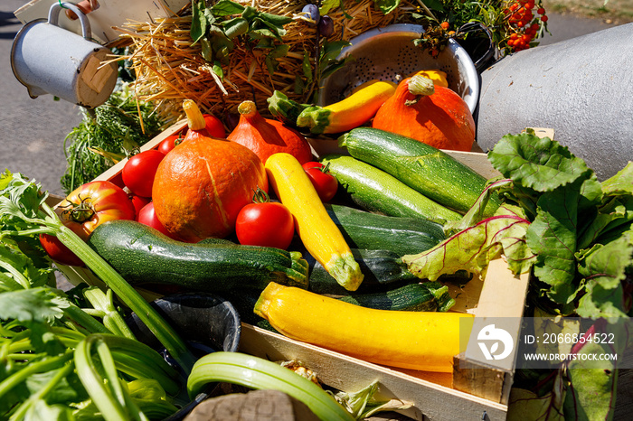 A basket with fresh vegetables